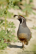 QUAIL, GROUSE, DOVES, AND ROADRUNNER